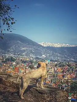 Alongside pet dogs, stray dogs are also worshipped on this day.