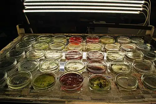 Cultivation of H. lacustris