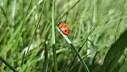 A common ladybug staying on a blade of grass