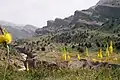 Stand of yellow-flowered E. sp. in bloom in April in a mountain river valley, Tajikistan
