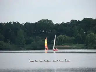 A lake with trees, sailing boats and geese