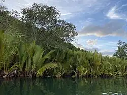 Abatan River mangroves
