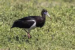 At Ngorongoro Conservation Area