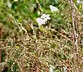 Leaves in Kawal Wildlife Sanctuary, India.