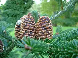 cone and foliage