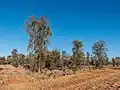 Acacia peuce woodland, Boulia Shire, Queensland.