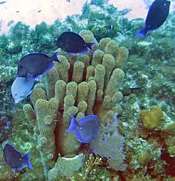 At San Salvador Island, Bahamas, with Dendrogyra cylindrus coral.