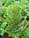 (Acanthus mollis)