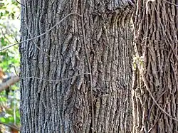 bark
