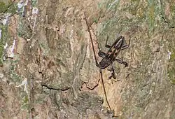 Achryson foersteri, Argentina