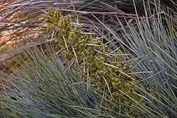 A speargrass, fairly close up