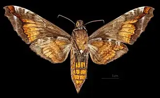 Acosmeryx sericeus ♀ △