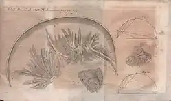 Illustration of the work by Antonio Pacchioni Disquisitio anatomicae de durae meningis ... published in Acta Eruditorum, 1703