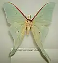 Actias ningpoana female