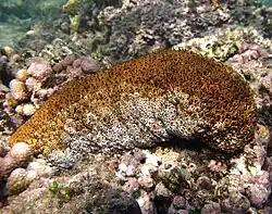 Actinopyga mauritiana.