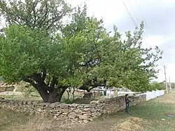 A dry stone fence in front of a tree
