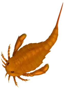 Adelophthalmus was the only genus of eurypterine eurypterid that survived past the Devonian