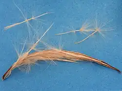 Adenium obesum dehiscence of single fruit.