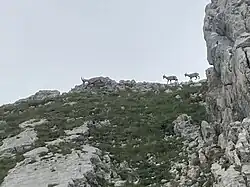 Ibex family near summit