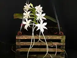 in a suspended crate