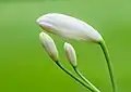 Flower buds of a Agapanthus praecox Snow White. A pure white dwarf, 45 cm.
