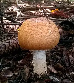 Agaricus nanaugustus Kerrigan 2016