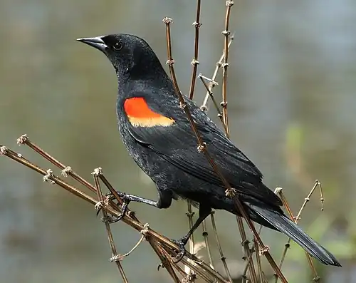 A red-winged blackbird perched on a branch