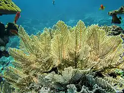 Aglaophenia cupressina