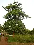Nyame Dua – God's Tree in Akrofonso (South of School 2012)