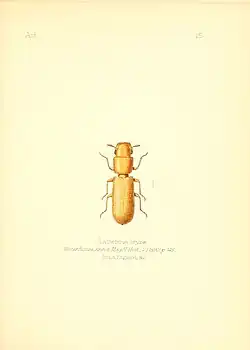 Illustration of "Latheticus oryzae"