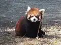 Red panda