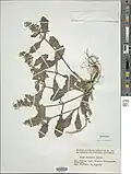 Color specimen of Ajuga nipponica Makino, 1962