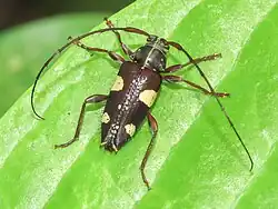 Alcidion ludicrum in Brazil