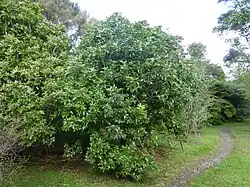 Medium sized tree with shiny leaves
