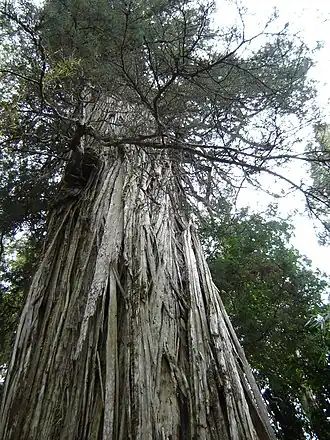 A large tree showing the bark peeling in longitudinal strips.