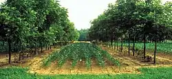 Image 15Alley cropping corn fields between rows of walnut trees (from Agroforestry)