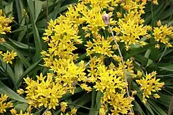 Allium moly in the Northern Yard, Saint Petersburg Botanical Garden