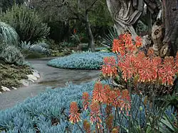 Aloe saponaria (Zebra or African aloe) and Blue Stick succulents (Senecio mandraliscae), showing pathways and garden layout and design.