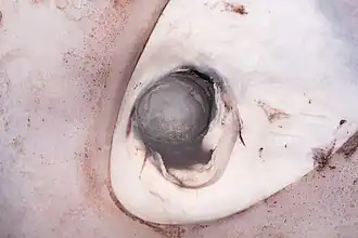 #657 (16/8/2018), Closeup of one of the eyes of the same specimen