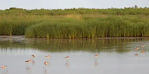 American Avocet (Recurvirostra americana) on the mud flats at Sea Rim State Park.