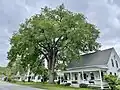 Elm tree in Vermont (June 2023). Measurements from June 2017: Girth 13&nbsp;ft at 4.5&nbsp;ft above ground; height 70&nbsp;ft; spread 75&nbsp;ft.