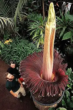 Amorphophallus titanum