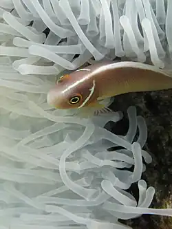 A.&nbsp;perideraion in a bleached anemone near Batu Moncho