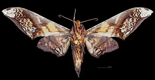 Amplypterus mansoni takamukui ♂ △