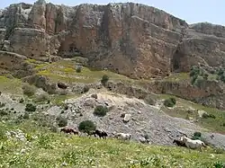 Horses roam in Amud stream, near the Sea of Galilee