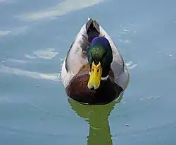 Anas_platyrhynchos_(Male)_in_Locarno_-_Frontal_view