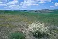 Rest of the Anatolian steppe with Crambe tatarica (white), with fields in the background, Ahiboz, c.35&nbsp;km south of Ankara, c.1000 m s.l.