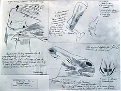 G-130A-C. Anatomical notes on a Horse (1878), Hirshhorn Museum and Sculpture Garden.