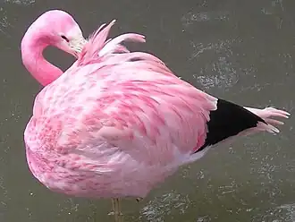 An Andean flamingo, (Phoenicopterus andinus)