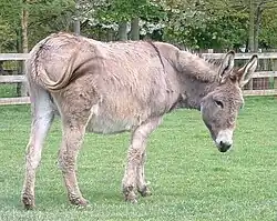 a pale grey donkey with a dark shoulder-stripe